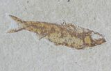 Two Fossil Fish (Knightia) - Wyoming #59812-2